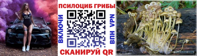 Купить закладки  Кстово  Псилоцибиновые грибы Psilocybe 